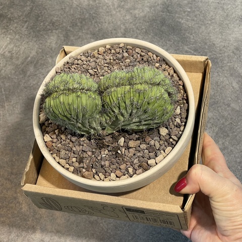 Полаския Чичипе Кристата в керамике d15