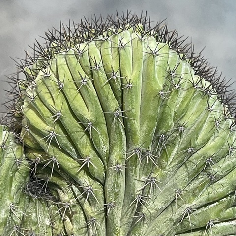 Полаския Чичипе Кристата в керамике d15