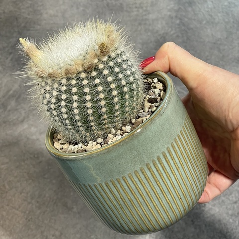 Нотокактус Скопа в керамике d11