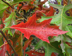 Семена Дуб Болотный quercus palustris