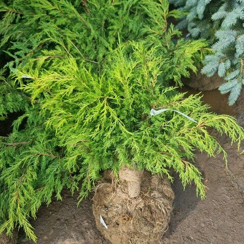 Можжевельник средний Мордиган Голд | Juniperus x pfitzeriana Mordigan Gold 40-60 см