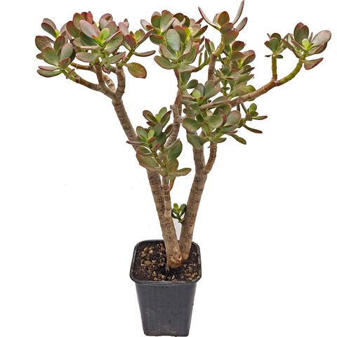 Суккулент Крассула Обликва Минима 570164