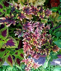 Графити Тай колеус КСР