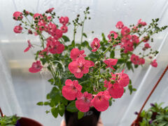 Диасция Литтл Дример