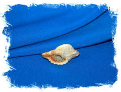 Моноплекс тригонус (Monoplex trigonus)