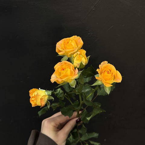 Роза кустовая eternal flame 50 см / 1 шт