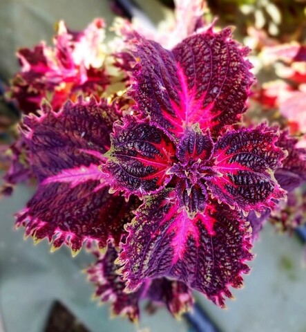 Шаманка ТТ колеус