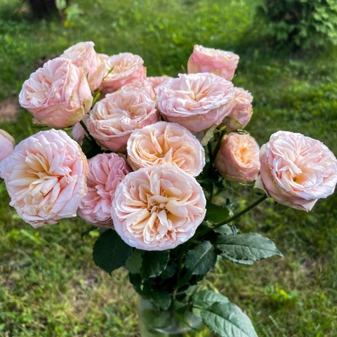 Джентл Трендсеттер (Gentle Trendsetter)