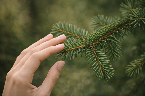 Ель аянская (мелкосемянная)