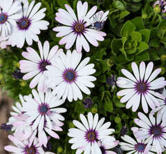 27111 Остеоспермум BESTIES Trusty Amethyst (Весна 2026)