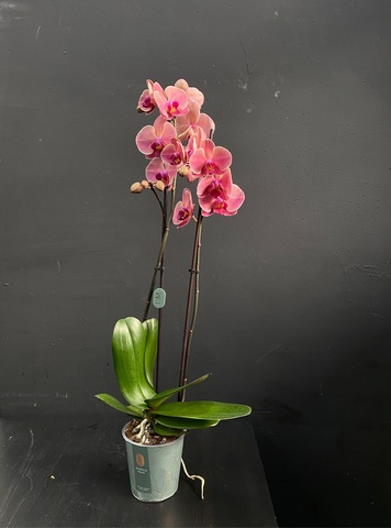 Орхидея фаленопсис пудровая