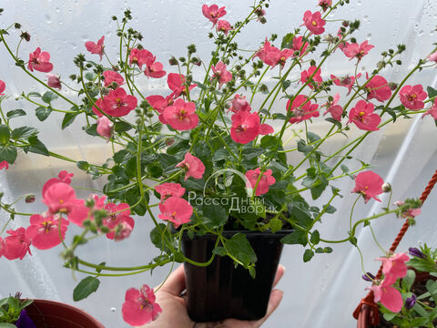 Диасция Литтл Дример