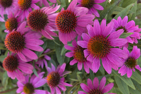 S7305 Эхинацея POWWOW® WILD BERRY 3 шт.