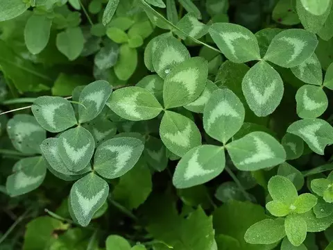 Клевер луговой (красный) трава