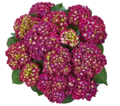 Гортензия крупнолистная (Macrophylla) Speedy Red Purple Imp. 9 шт.