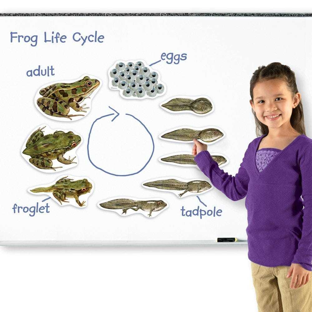 Как сделать поделку лягушку из бумаги своими руками - пошаговые мастер-классы, фото идеи, советы