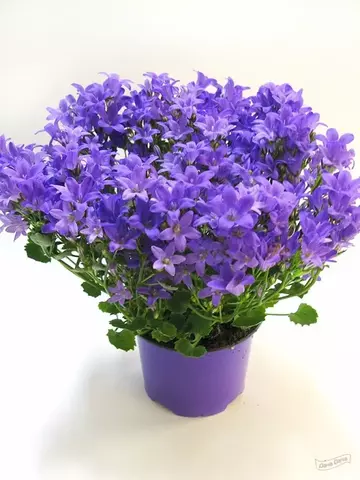 Кампанула