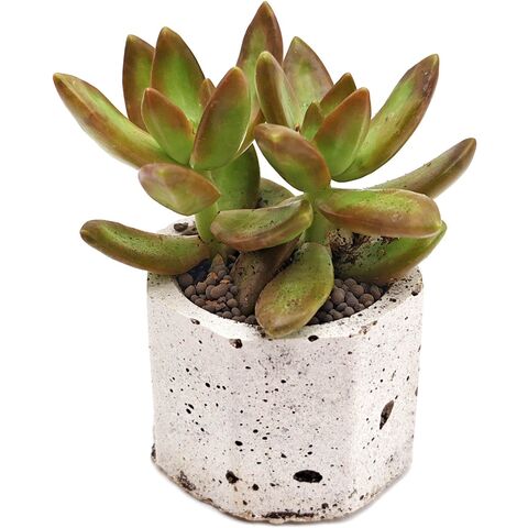 Суккулент Седум Нуссбаумера