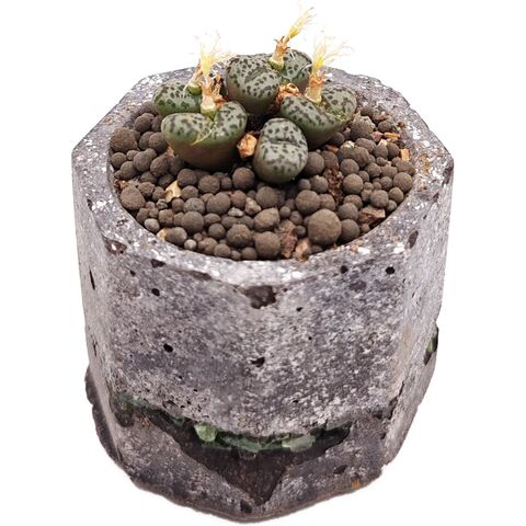 Суккулент Конофитум EnjoyPlants 698579