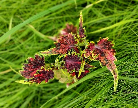 Без названия 06 колеус