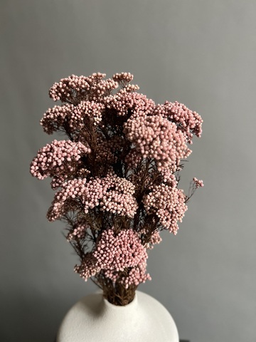 Озотамнус стабилизированный нежно-розовый