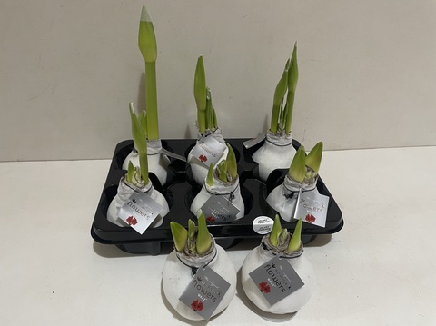 Гиппеаструм Амариллис в воске белый бархат