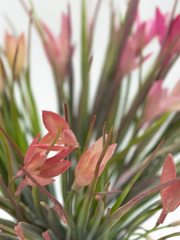 Растение искусственное, Зелень с цветами на вставке, Розовый, 34 см, 1 шт.