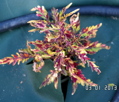 Балерина ТТ колеус КСР