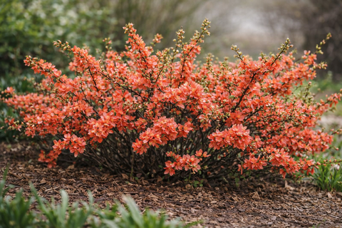 Айва (Айвочка, Хеномелес) японская (низкая, Маулея)