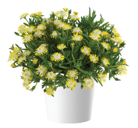 37142 Делосперма DELIGHTFUL Yellow (Весна 2026)