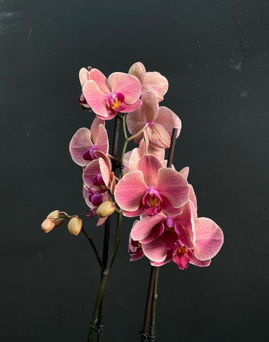 Орхидея фаленопсис пудровая