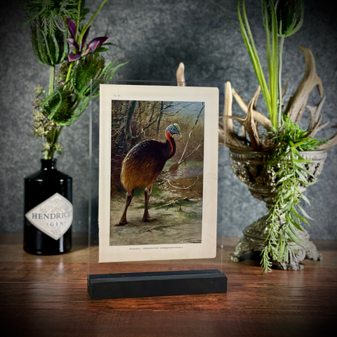 Хромолитография «Казуар»