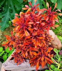 Sea Urchin Copper колеус