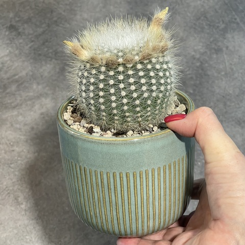 Нотокактус Скопа в керамике d11