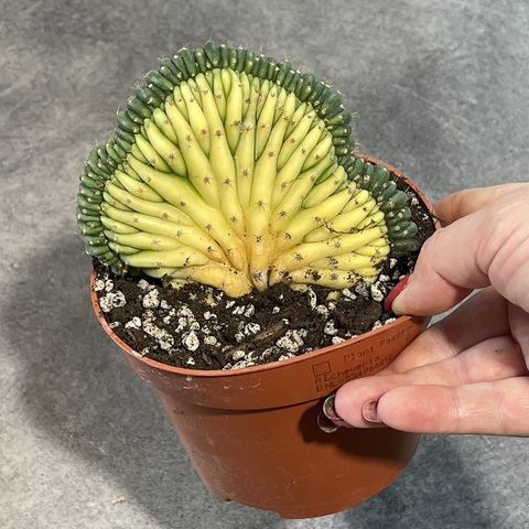 Трихоцереус Паханой Кристата Вариегата (2) d12