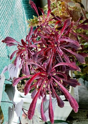Sea Urchin Red колеус