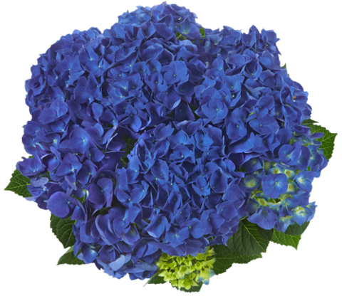 Гортензия крупнолистная (Macrophylla) Jip Blue 12 шт.