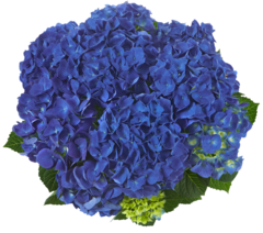 Гортензия крупнолистная (Macrophylla) Jip Blue 12 шт.