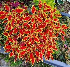 Serrano колеус