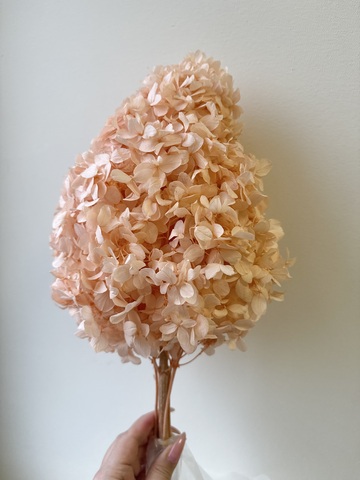 Гортензия стаб. пирамидальная Персиковый