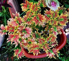 Лесли Тай колеус КСР