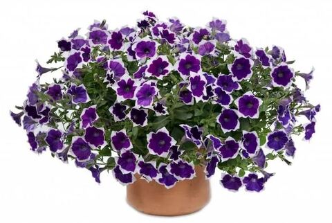 Петуния Cascadias Rim Violet