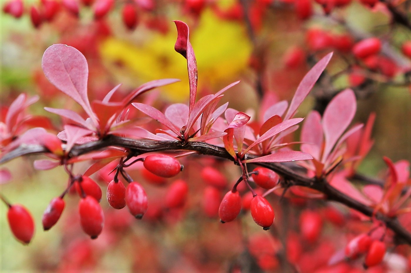 Актриса барбарис. Berberis thunbergii 'Anna'. Berberis thunbergii Thunderbolt. Берберис Барнаул. Фото барбариса нарисовано.