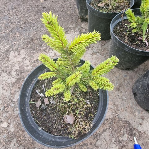Ель обыкновенная Нидиформис | Picea abies Nidiformis 10 см (С2,5)