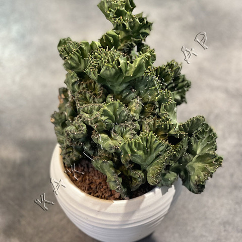 Эуфорбия Лактея Вариегата Кристата в Белой Керамике d15
