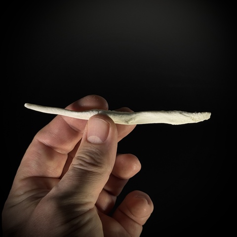 Волчий бакулюм в стеклянной колбе