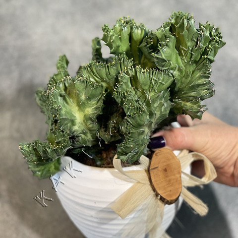 Эуфорбия Лактея Вариегата Кристата в Белой Керамике d15