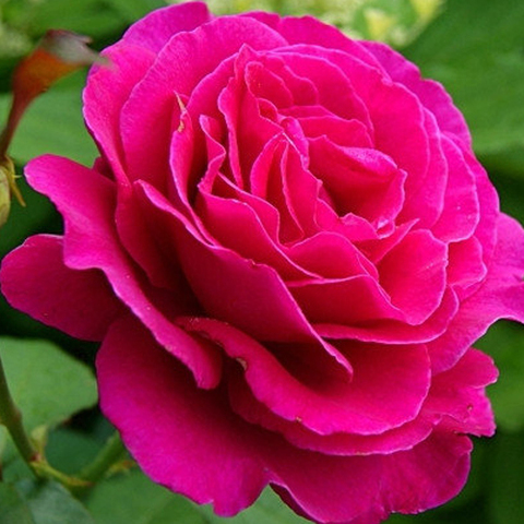 Роза чайно-гибридная Малиновый звон