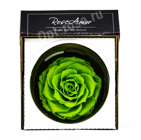 Стабилизированный бутон розы кинг Rose Amor  зеленый
