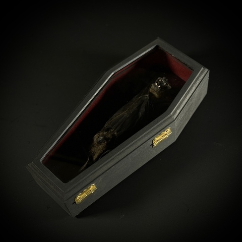 Летучая мышь в гробу